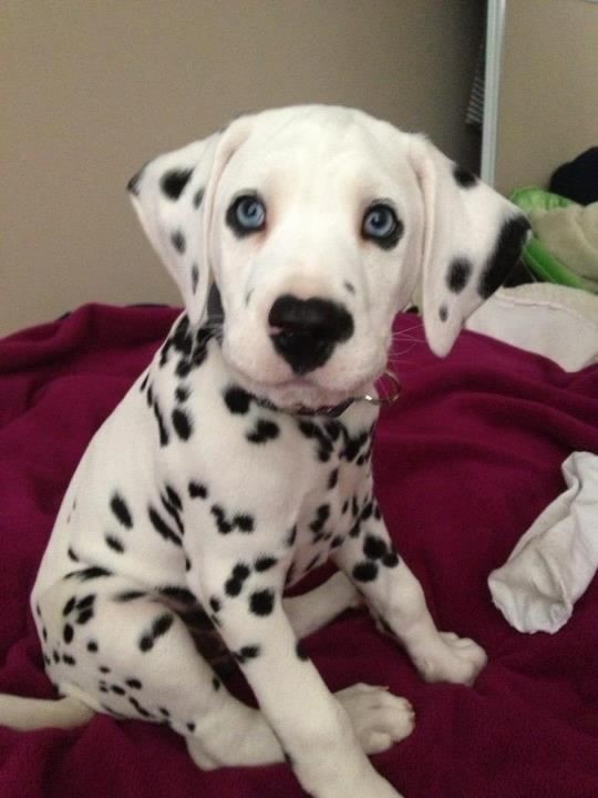 top ten cutest puppy breeds